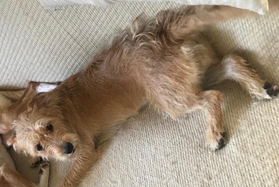 Disappearance alert Dog  Female , 5 years Pléhédel France