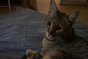 Disappearance alert Cat  Male , 2 years Lille France