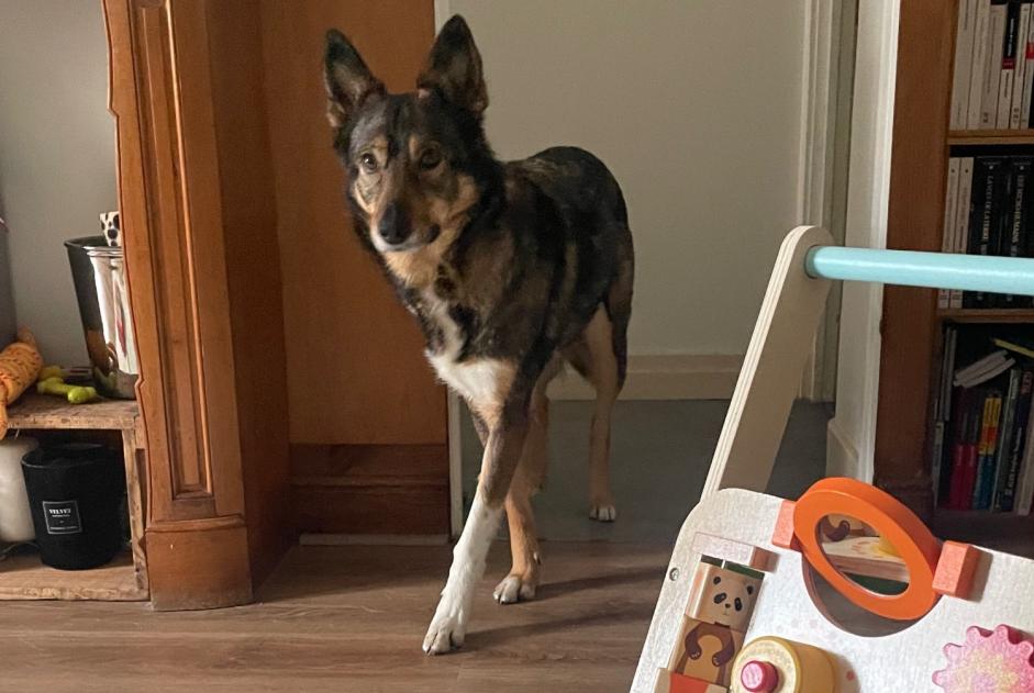 Disappearance alert Dog miscegenation Female , 8 years Toulouse France