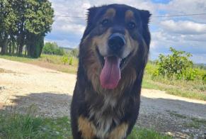 Discovery alert Dog miscegenation Male Cairanne France