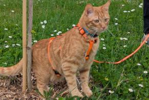 Disappearance alert Cat  Male , 2 years Longeville-sur-Mer France