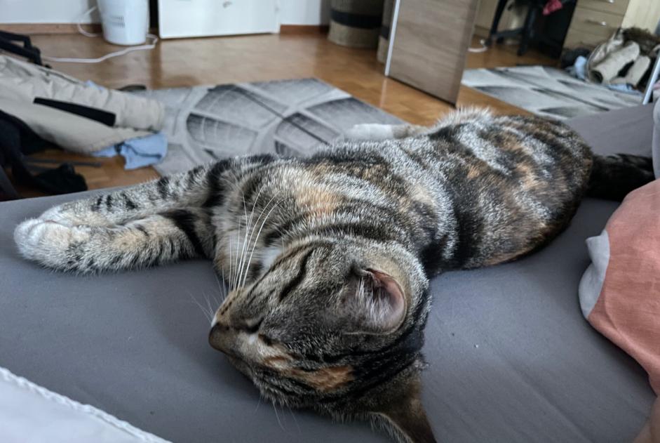 Alerta de Desaparición Gato cruce Hembra , 1 años Lausanne Suiza