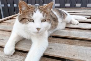 Alerta de Desaparición Gato Macho , 3 años Villars-sur-Glâne Suiza