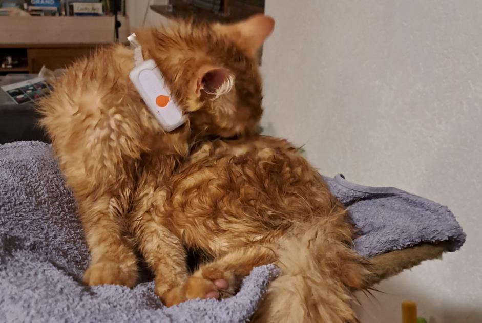 Alerta de Desaparición Gato Macho , 1 años Val-de-Ruz Suiza