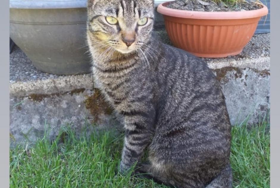 Alerta de Desaparición Gato cruce Macho , 4 años Vernier Suiza