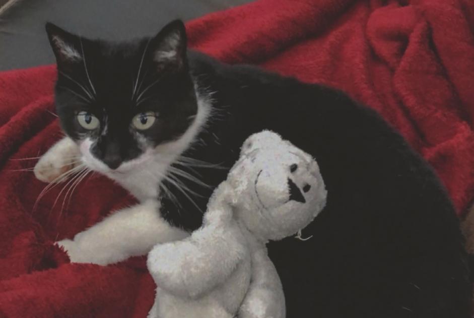 Alerta de Desaparición Gato  Hembra , 10 años Champvent Suiza