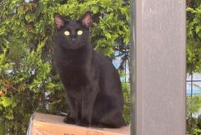 Alerta de Desaparición Gato Macho , 3 años Meyrin Suiza