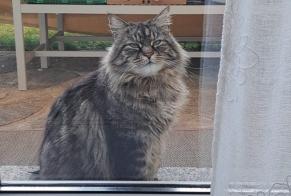 Alerta de Desaparición Gato Macho , 6 años Saint-Léonard Suiza