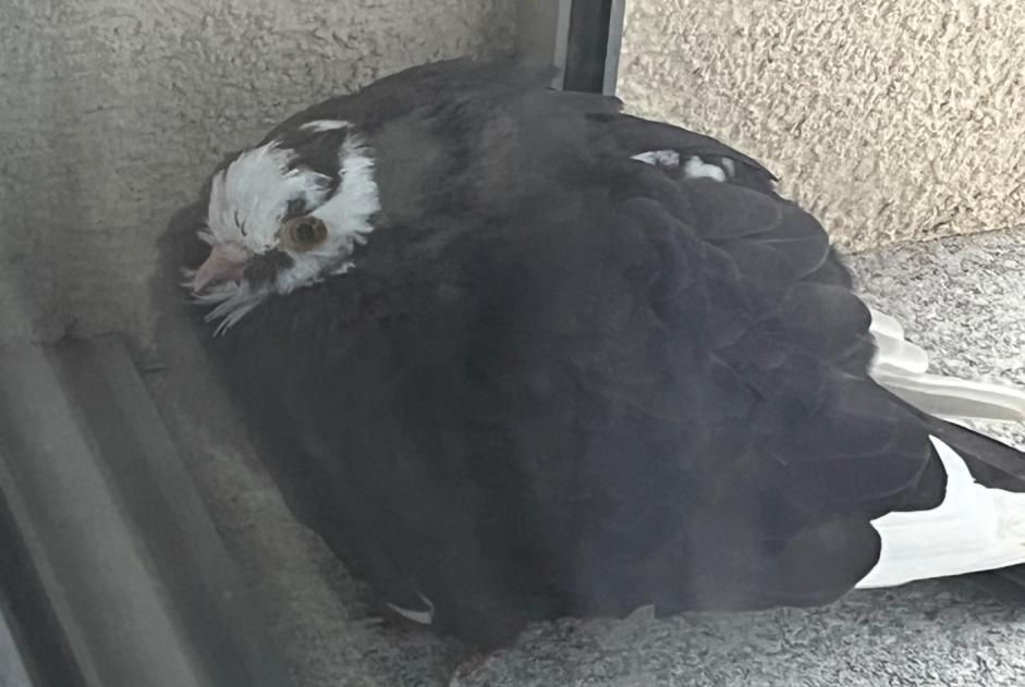 Alerta de Hallazgo Pájaro Desconocido Belmont-Broye Suiza