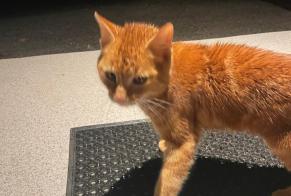 Alerta de Hallazgo Gato Desconocido Le Vaud Suiza