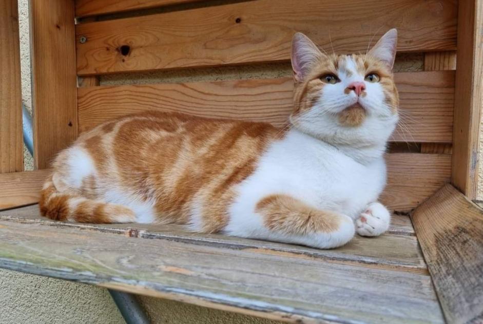 Alerta de Desaparición Gato Macho , 2 años Vullierens Suiza