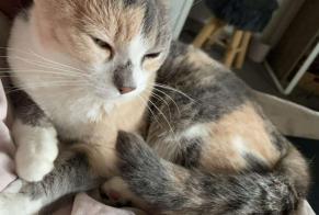 Alerta de Desaparición Gato cruce Hembra , 8 años Châteauroux Francia