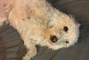 Alerta de Hallazgo Perro cruce Hembra Antibes Francia