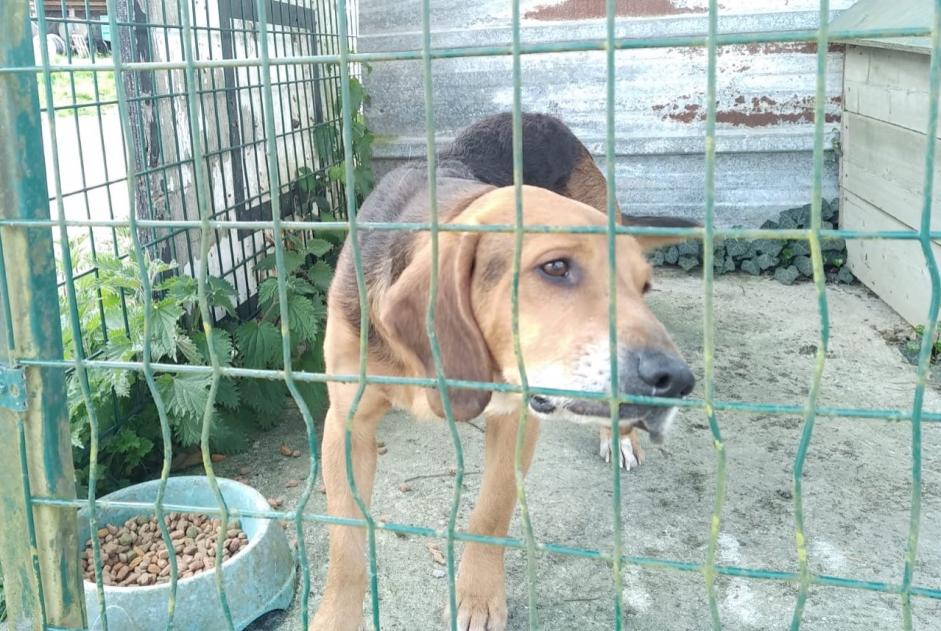 Alerta de Hallazgo Perro cruce Macho Briouze Francia