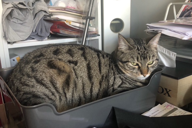 Alerta de Desaparición Gato cruce Macho , 1 años Saint-Junien Francia