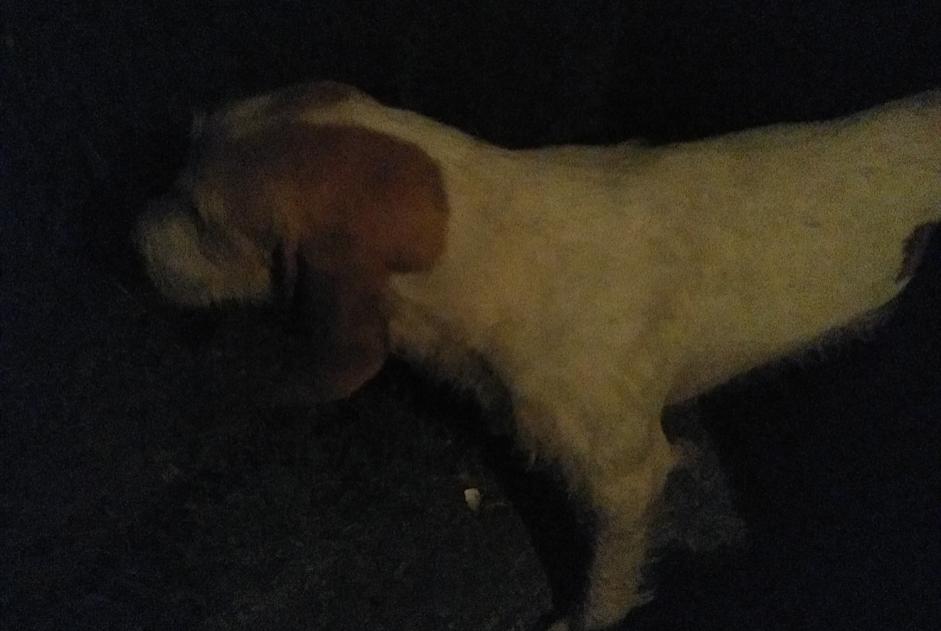 Alerta de Hallazgo Perro Desconocido , 6 años Busserolles Francia
