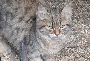 Alerta de Hallazgo Gato Desconocido Munchhouse Francia