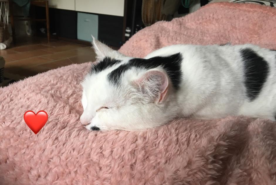 Alerta de Desaparición Gato Hembra , 6 años Saint-Brice-sur-Vienne Francia
