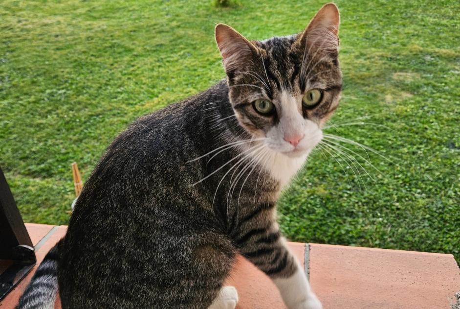 Alerta de Desaparición Gato Macho , 1 años Saint-Alban Francia