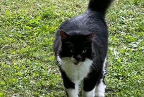 Alerta de Desaparición Gato Hembra , 12 años Neuvecelle Francia