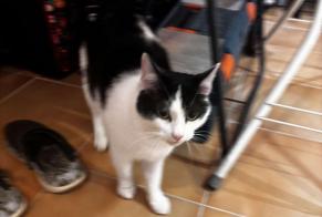 Alerta de Hallazgo Gato Desconocido Pérignat-sur-Allier Francia