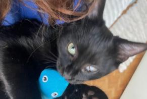 Alerta de Desaparición Gato Macho , 1 años Paris Francia