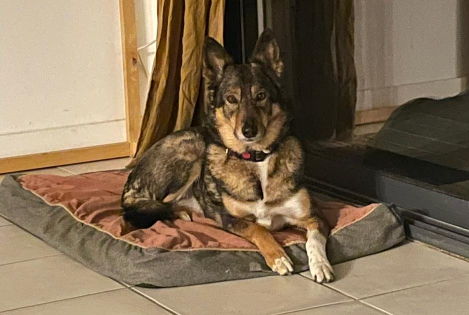 Alerta de Desaparición Perro cruce Hembra , 8 años Toulouse Francia