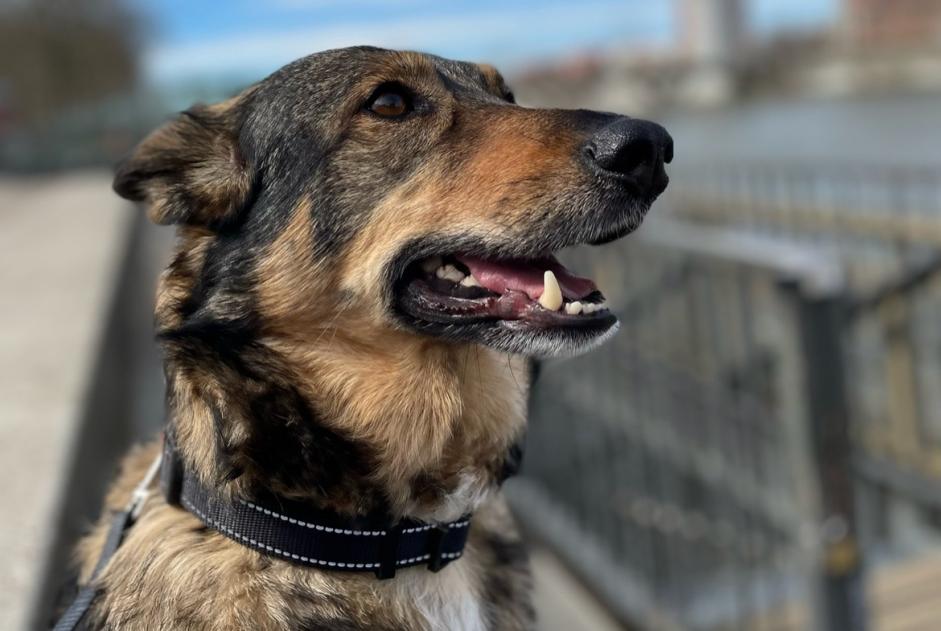 Alerta de Desaparición Perro cruce Hembra , 8 años Toulouse Francia