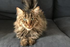 Alerta de Desaparición Gato cruce Macho , 6 años Lucé Francia