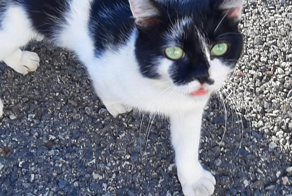 Alerte Disparition Chat croisement Mâle , 3 ans Toulouse France