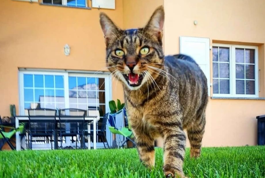 Alerte Découverte Chat Inconnu Saillon Suisse