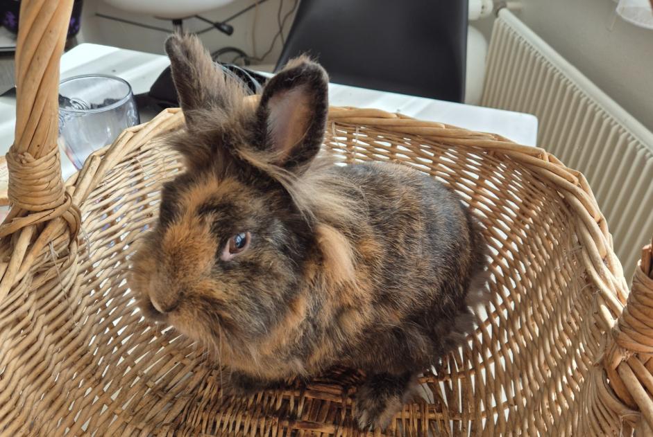 Alerte Découverte Lapin Inconnu Val-de-Ruz Suisse