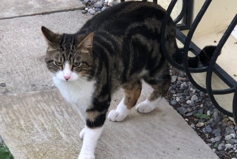 Alerte Découverte Chat Mâle Vouvry Suisse