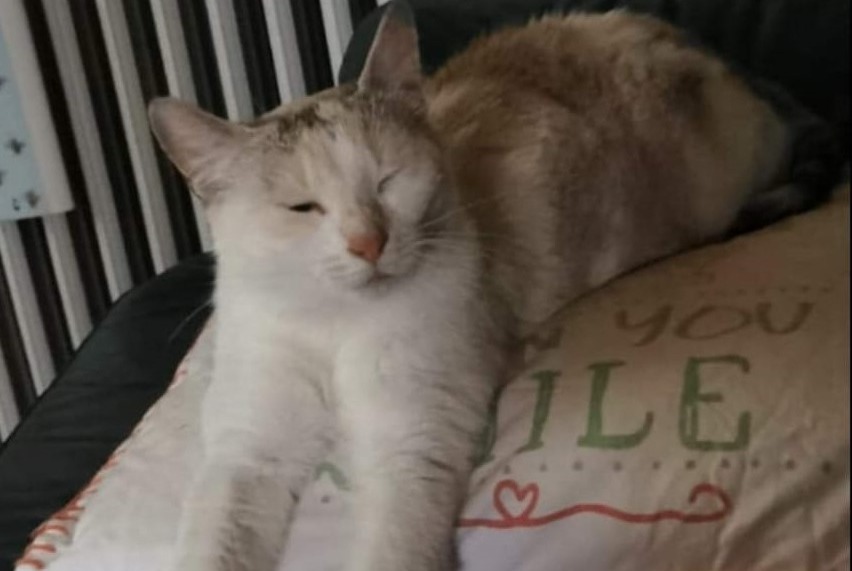 Alerte Disparition Chat croisement Femelle , 3 ans Orbe Suisse