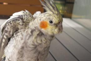 Alerte Découverte Oiseau Inconnu Lucens Suisse