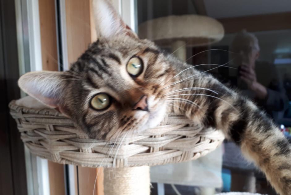 Alerte Disparition Chat  Femelle , 2 ans Milvignes Suisse