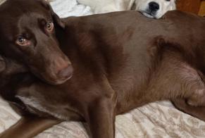 Alerte Disparition Chien croisement Mâle , 5 ans Blaisy-Bas France