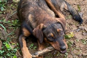 Alerte Disparition Chien croisement Femelle , 2 ans Sens-Beaujeu France