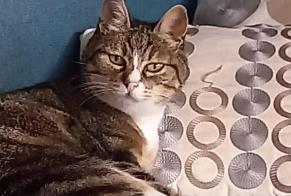 Alerte Disparition Chat Femelle , 14 ans Treffiagat France