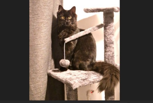 Alerte Disparition Chat croisement Femelle , 1 ans Tourcoing France