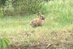 Alerte Disparition Lapin Mâle , 2025 ans Saint-Paul France