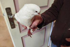 Alerte Découverte Oiseau Inconnu Notre-Dame-d'Oé France