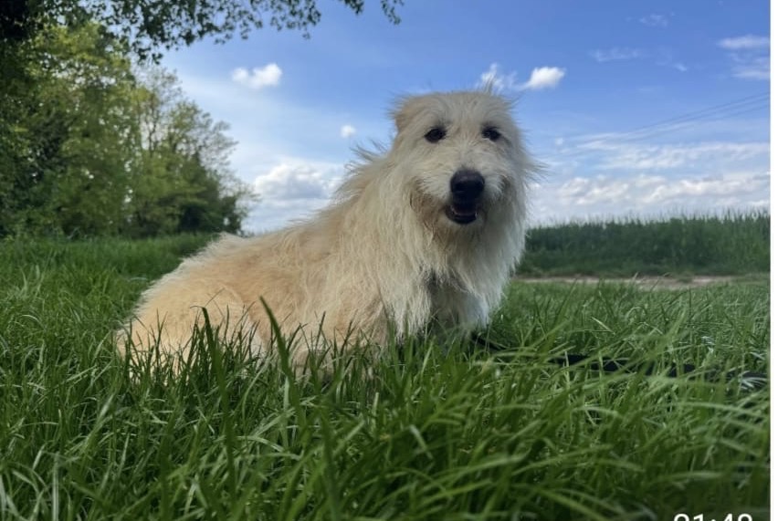 Alerte Disparition Chien croisement Femelle , 3 ans Saint-Marcel-lès-Valence France