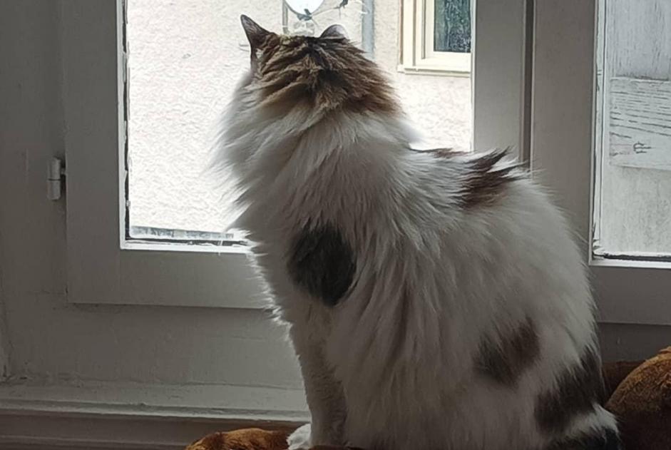Alerte Disparition Chat croisement Femelle , 14 ans Busy France