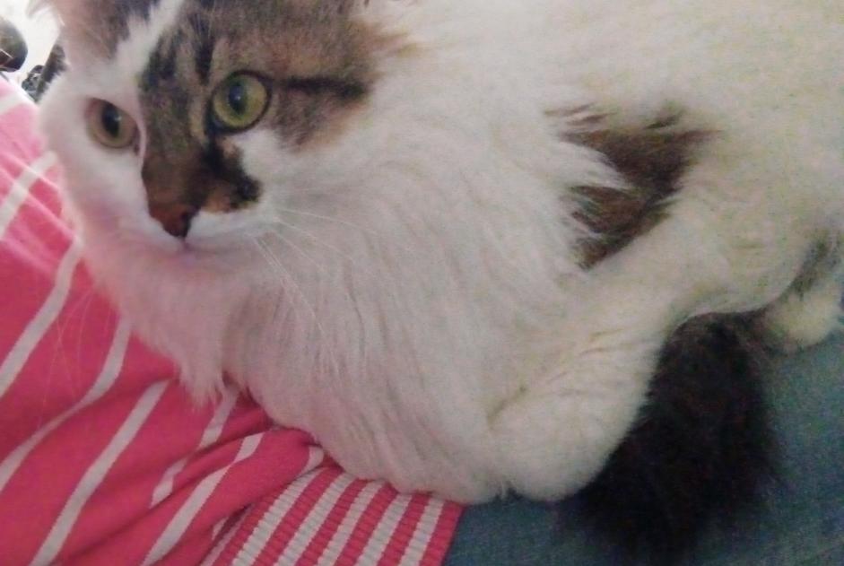 Alerte Disparition Chat croisement Femelle , 14 ans Busy France