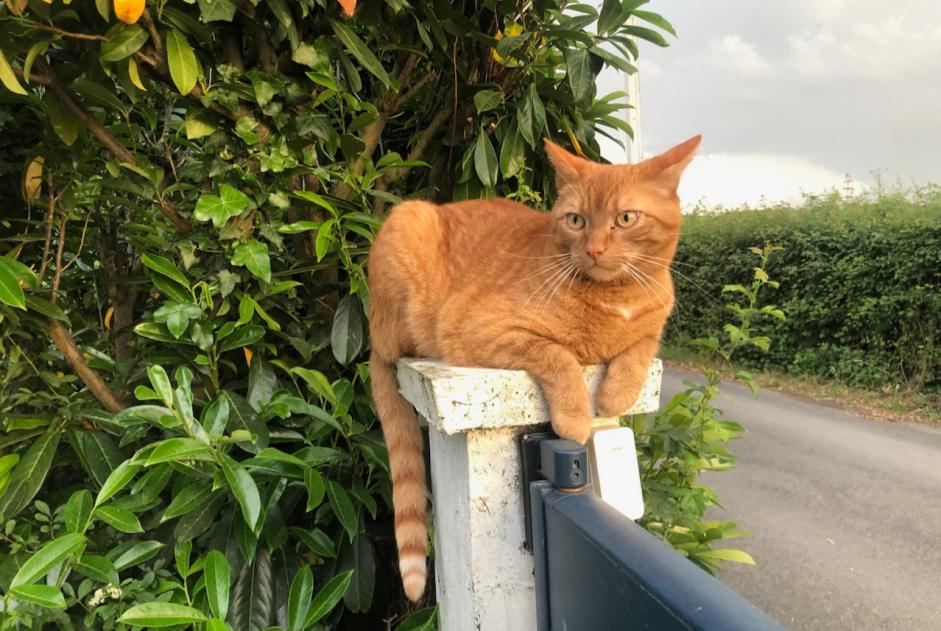Alerte Disparition Chat croisement Mâle , 7 ans Orée d'Anjou France
