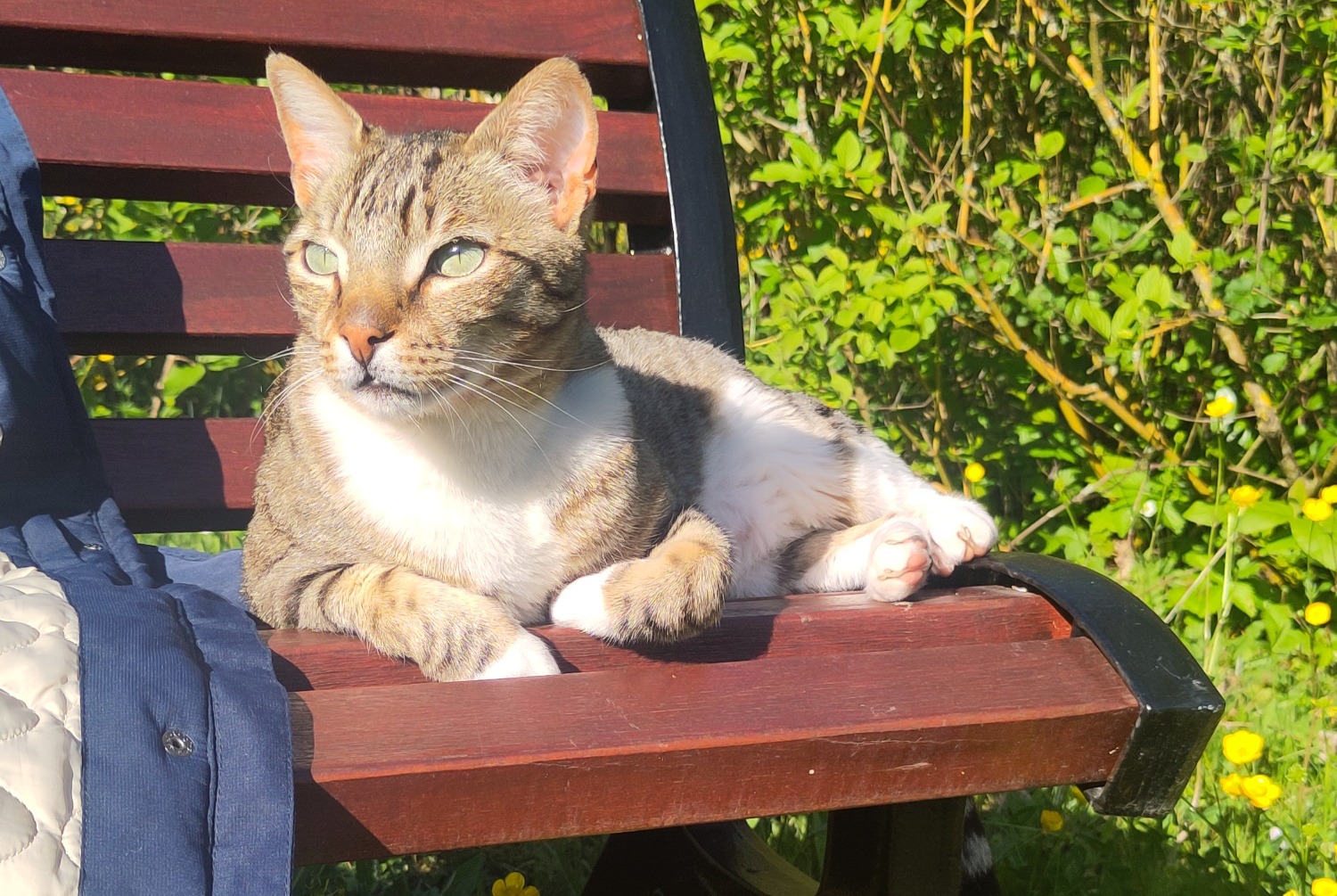 Alerte Disparition Chat Mâle , 5 ans Ferney-Voltaire France