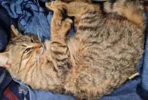 Alerte Découverte Chat Mâle Charentilly France
