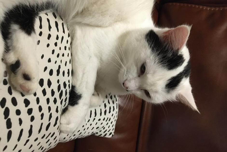 Alerte Disparition Chat Femelle , 6 ans Saint-Brice-sur-Vienne France