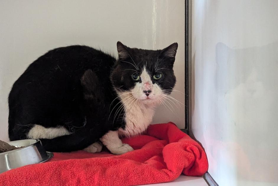 Alerte Découverte Chat Mâle Domagné France